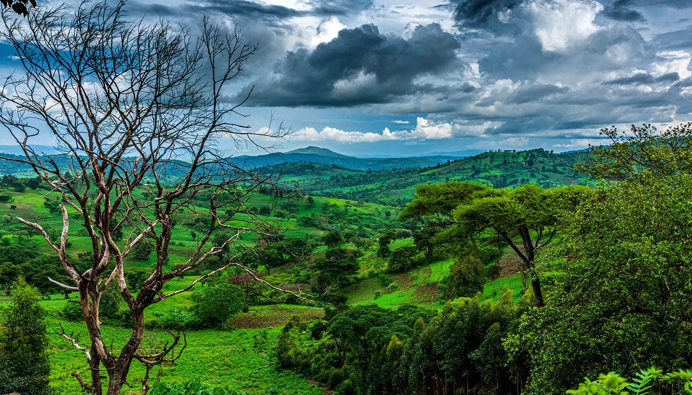 Ethiopia Guji Natural - Organic (Grade 2)