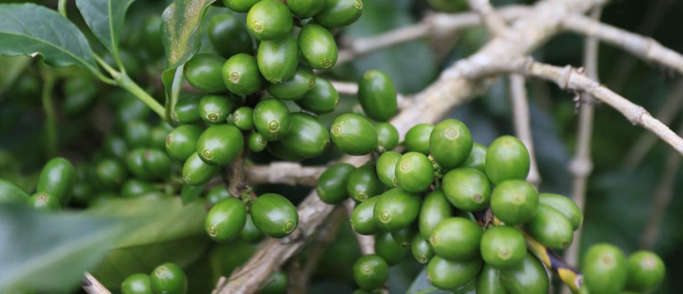 Colombia Valle del Cauca Sugarcane DECAF